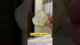 🥒 cucumber placentation ovary and family explained in hindiplantanatomy neetshorttricks [upl. by Gonzalez]