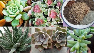 Best soil for succulents [upl. by Ermin]