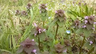 Lamium purpureum commestibile medicinal plant [upl. by Brad759]