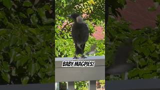 Baby Magpie Sounds  SUPER LOUD and HUNGRY Be Amazed baby birds magpie [upl. by Gut]