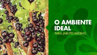 Qual o ambiente ideal para cultivar uma jabuticabeira  Série Frutificando [upl. by Edelsten384]