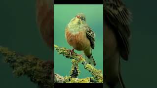 Ortolan Bunting [upl. by Brew]