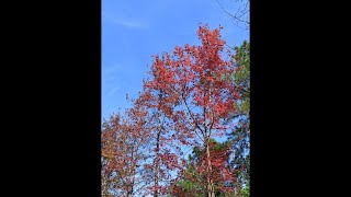 Part Two Sweetgum Woods  Amy Damiru [upl. by Ailemap]