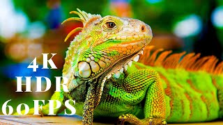 4K HDR 60fps Dolby Vision with Calming Music Color Life amazinganimals 4k [upl. by Skylar492]