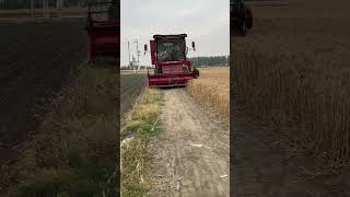 Wheat Harvesting Process [upl. by Arobed]