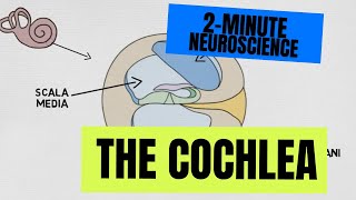 2Minute Neuroscience The Cochlea [upl. by Alvord]