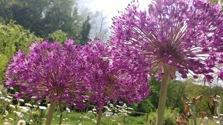 Allium giganteum Aglio gigante [upl. by Yremogtnom]