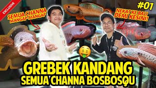 GREBEK SEMUA KOLEKSI CHANNA BOSBOSQU TERLENGKAP MANGAPMANGAP SEMUA GREBEKKANDANG PART1 [upl. by Nyrehtak]