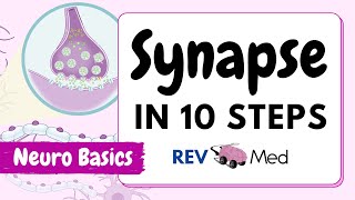 Synaptic Transmission The Synapse 10 easy steps  Neuro [upl. by Ramoj627]