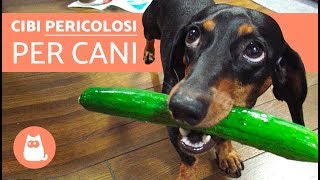 10 cibi proibiti ai cani  Cibi pericolosi per cani [upl. by Leirvag]