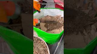 Grow bag kaise bharen gardening youtubeshorts [upl. by Rosaline]