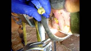 Equine dentistry Removing tartar from canine teeth [upl. by Leiru]