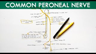 Common Peroneal Nerve  Deep Peroneal Nerve amp Superficial Peroneal Nerve  Anatomy Tutorial [upl. by Elwyn]