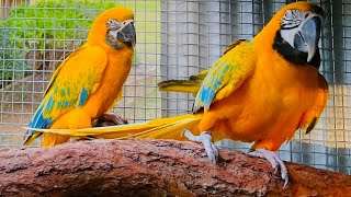 Opaline Macaw Pair cute parrot love [upl. by Shaylyn]