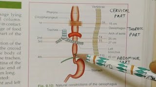 OESOPHAGUS ANATOMYNOTESBDCHAURASIATHORAX ANATOMY [upl. by Moriah]