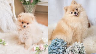 Our Pomeranian from 4 weeks to 3 years  Cute Compilation  Katie KALANCHOE [upl. by Havelock885]