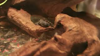 Chelodina mccordi baby eating [upl. by Ange]