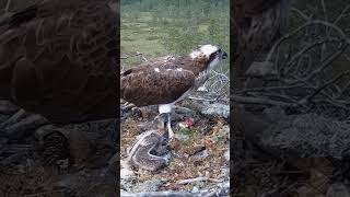 P239 Review birds nest life mom birds brings food to feed her babies in their nest birdslover [upl. by Novyad944]