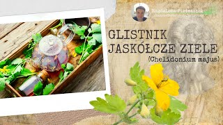 Glistnik jaskółcze ziele Chelidonium majus  Zdrowotne Tajemnice Niepozornego Chwasta [upl. by Anerok]