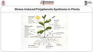 Phenolic Compounds –Flavonoids –flavones and flavonols [upl. by Lamonica11]