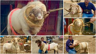 The Menda King of Kalyan  Top Quality Sheep Available at Antiq Goat Farm Mumbai [upl. by Clair]