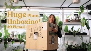 Rare Plant Unboxing  Anthurium Philodendron Monstera amp more [upl. by Ddene]