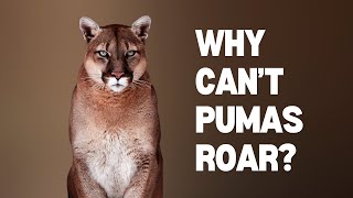 Why Cant Pumas Roar [upl. by Nedah]