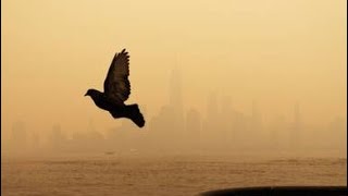 Canada Wildfire Smoke in New Jersey [upl. by Nahtnaoj]