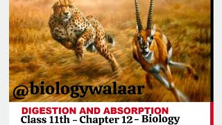 Class 11  Biology  Chapter 12  Lecture 3  Digestion and Absorption  Digestion in Amoeba [upl. by Ailatan]