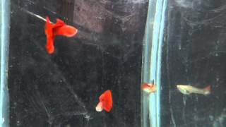 Big Dorsal Gold Full Red Guppy 4 months old [upl. by Alina27]