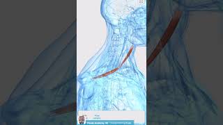 Visual Anatomy 3D  Facts about the Omohyoid muscle [upl. by Hecker]