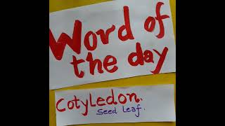 cotyledon biologyvocabulary biologyshorts monocotyledonous [upl. by Valdes]