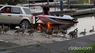 Bayfront park geese [upl. by Deidre]