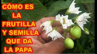 LA PAPA CÓMO ES LA FRUTILLA Y LA SEMILLA  42 VIDEOLUNES [upl. by Arvonio904]