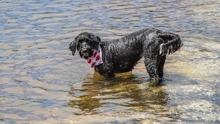 How to Train a Portuguese Water Dog for Search and Rescue Operations [upl. by Enyalahs]