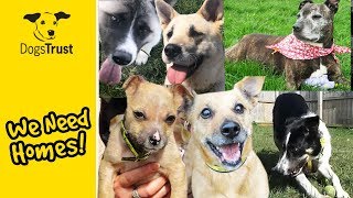 Our Dogs of the Week Pt 1  Can You Give Them a Home  Dogs Trust [upl. by Letnahs245]