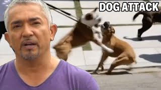 Can I Heal These Two Boxer Dogs  Cesar 911 Season 1 Ep 2  Part 1 [upl. by Rodmun]