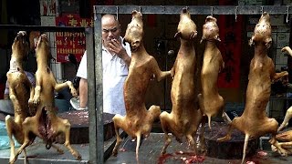 Controversia en el festival de carne de perro de la ciudad china de Yulin [upl. by Anirtik]