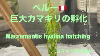 Macromantis hyalina 🟢ペルーの巨大カマキリの孵化 hatching ootheca mantis [upl. by Aryl]