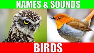 BIRDS Names and Sounds  Learn Bird Species in English [upl. by Anirrak]