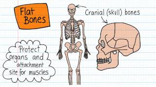 Bone Shapes  Drawn and Defined [upl. by Shig688]