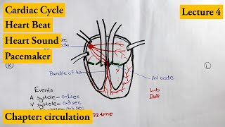 Chapter 83b  The Cardiac Cycle  Cambridge ALevel 9700 Biology [upl. by Grimbal387]