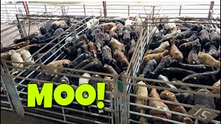 Rodeo Time and The Stockyards And a look at the Wheat [upl. by Phillip318]