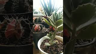 succulenttomentosatrendingshorts trendingvideo [upl. by Saravat495]