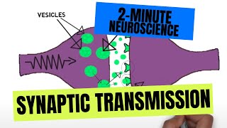 2Minute Neuroscience Synaptic Transmission [upl. by Tak191]