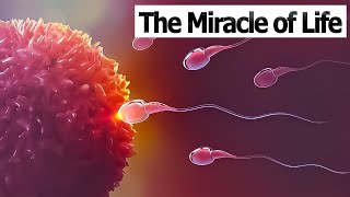 CONCEPTION TO FETUS  The Miracle of Life  Medical 3D Animation of ConceptionFertilization [upl. by Ytitsahc922]