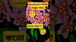 Meesho তে পেলাম Hoya Compacta🫨hoyaplanthoyacompactahinduropeexoticplantmeeshohaul shortsvideo [upl. by Adnorahc]