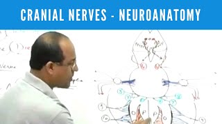 Cranial Nerves  Neuroanatomy [upl. by Donelu]