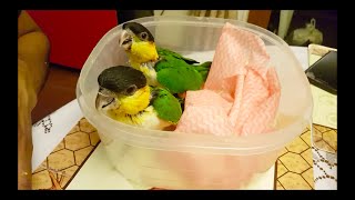 Handfeeding Black Headed Caique Parrots [upl. by Enimzaj]