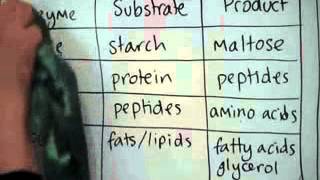 O Level Biology amp Integrated enzymes amp digestion [upl. by Tnert]